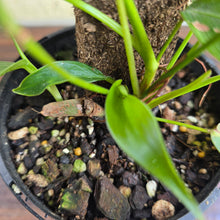 Load image into Gallery viewer, #R66 Multi-headed Philodendron Patriciae