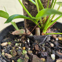 Load image into Gallery viewer, #R66 Multi-headed Philodendron Patriciae