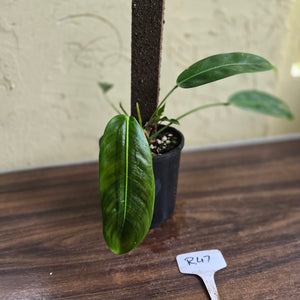 #R47 Multi-headed Philodendron Patriciae