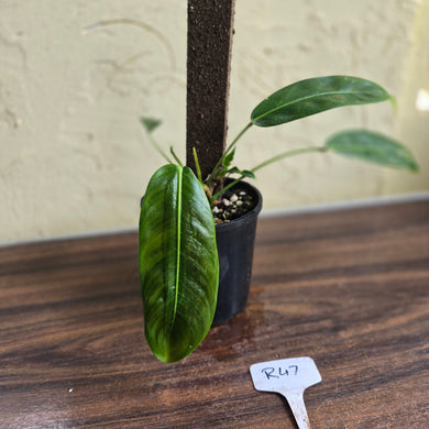 #R47 Multi-headed Philodendron Patriciae