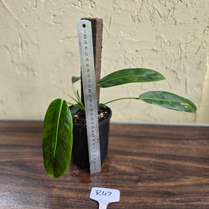 #R47 Multi-headed Philodendron Patriciae