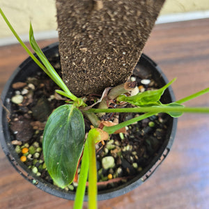 #R47 Multi-headed Philodendron Patriciae