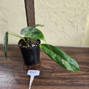 #R47 Multi-headed Philodendron Patriciae