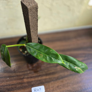 #R47 Multi-headed Philodendron Patriciae