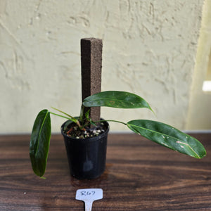 #R47 Multi-headed Philodendron Patriciae