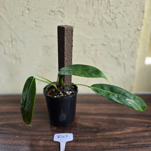 #R47 Multi-headed Philodendron Patriciae