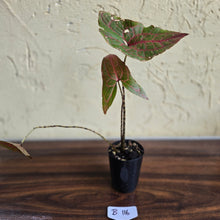 Load image into Gallery viewer, #B116 Cyrtosperma Johnstonii
