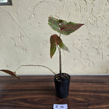 Load image into Gallery viewer, #B116 Cyrtosperma Johnstonii
