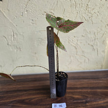 Load image into Gallery viewer, #B116 Cyrtosperma Johnstonii