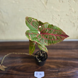#B116 Cyrtosperma Johnstonii