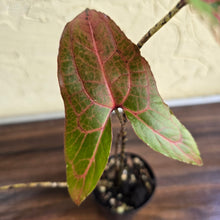Load image into Gallery viewer, #B116 Cyrtosperma Johnstonii