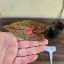 Load image into Gallery viewer, #B116 Cyrtosperma Johnstonii
