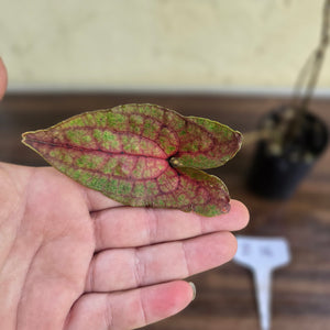 #B116 Cyrtosperma Johnstonii