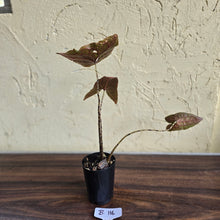 Load image into Gallery viewer, #B116 Cyrtosperma Johnstonii