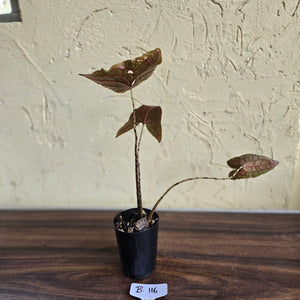 #B116 Cyrtosperma Johnstonii