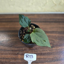 Load image into Gallery viewer, #R113 Anthurium Dark Complex