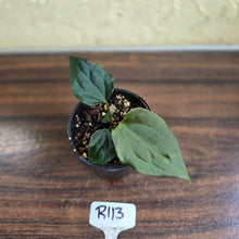 Load image into Gallery viewer, #R113 Anthurium Dark Complex