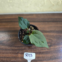 Load image into Gallery viewer, #R113 Anthurium Dark Complex