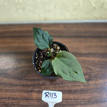 Load image into Gallery viewer, #R113 Anthurium Dark Complex