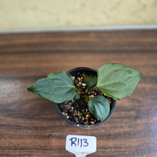 Load image into Gallery viewer, #R113 Anthurium Dark Complex