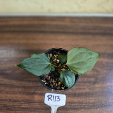 Load image into Gallery viewer, #R113 Anthurium Dark Complex