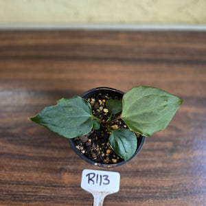 #R113 Anthurium Dark Complex