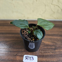 Load image into Gallery viewer, #R113 Anthurium Dark Complex