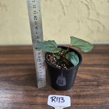 Load image into Gallery viewer, #R113 Anthurium Dark Complex