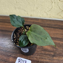 Load image into Gallery viewer, #R113 Anthurium Dark Complex