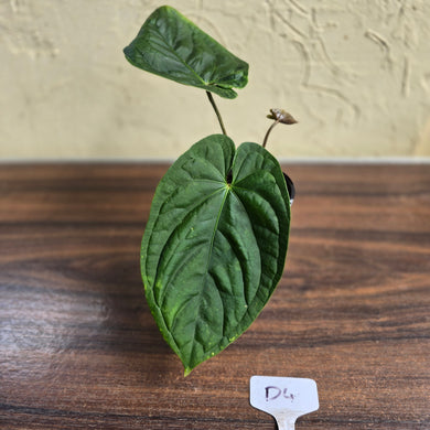 #D4 Anthurium Guatemalan x