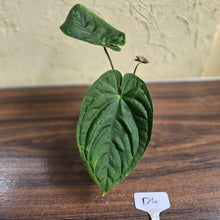 Load image into Gallery viewer, #D4 Anthurium Guatemalan x