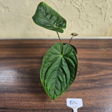 Load image into Gallery viewer, #D4 Anthurium Guatemalan x