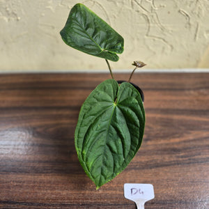 #D4 Anthurium Guatemalan x