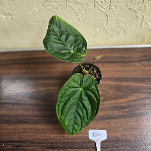 #D4 Anthurium Guatemalan x
