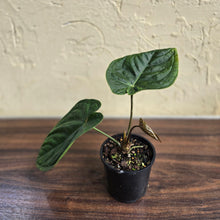 Load image into Gallery viewer, #D4 Anthurium Guatemalan x