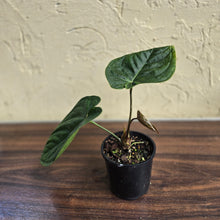 Load image into Gallery viewer, #D4 Anthurium Guatemalan x