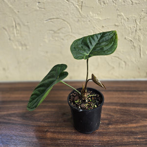 #D4 Anthurium Guatemalan x