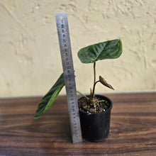 Load image into Gallery viewer, #D4 Anthurium Guatemalan x