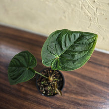 Load image into Gallery viewer, #D4 Anthurium Guatemalan x