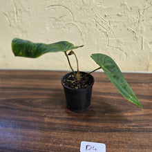 Load image into Gallery viewer, #D4 Anthurium Guatemalan x