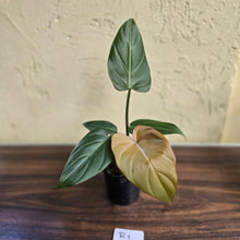 Load image into Gallery viewer, #R1 Philodendron Summer Glory