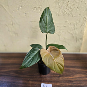 #R1 Philodendron Summer Glory