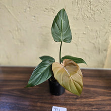 Load image into Gallery viewer, #R1 Philodendron Summer Glory