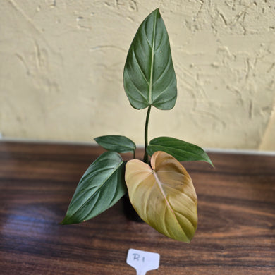 #R1 Philodendron Summer Glory