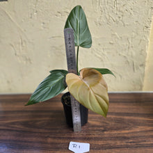Load image into Gallery viewer, #R1 Philodendron Summer Glory