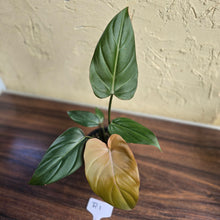 Load image into Gallery viewer, #R1 Philodendron Summer Glory