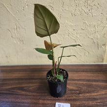 Load image into Gallery viewer, #R1 Philodendron Summer Glory