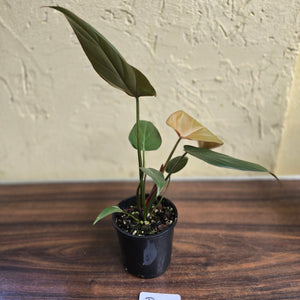 #R1 Philodendron Summer Glory
