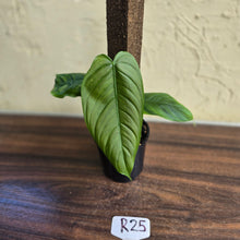 Load image into Gallery viewer, #R25 Philodendron Tenue