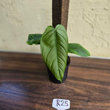 Load image into Gallery viewer, #R25 Philodendron Tenue